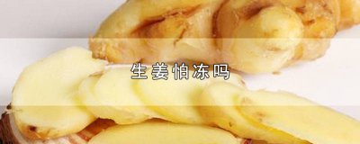 ​冬天冻过的姜能吃吗 夏天姜要放冰箱吗