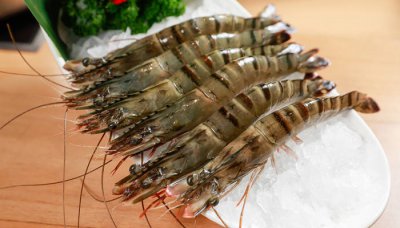 ​虾仁是海水养还是淡水养好 虾仁属于淡水还是海水