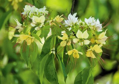 ​蝴蝶吃什么食物——台湾鱼木