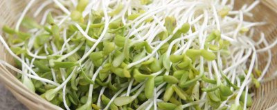 ​芽菜和梅干菜是一样的吗[梅干菜和芽菜一样吗]