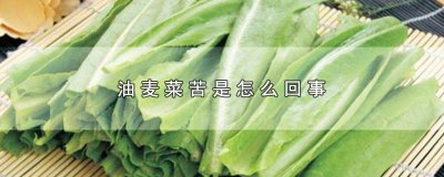 ​油麦菜会苦 油麦菜苦的吃了没事吧