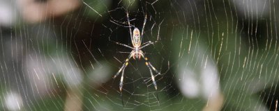 ​蜘蛛网如何清理 蜘蛛网怎么清除