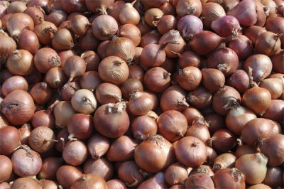 ​家庭长久储存洋葱方法（家庭长久储存洋葱方法有哪些）