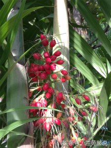 ​菠萝是怎么长的（菠萝树是什么样子菠萝是怎么长的）