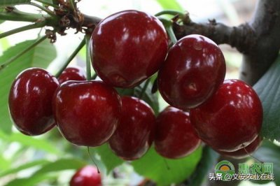 ​樱桃的产地主要在哪里（樱桃品种排名前十）