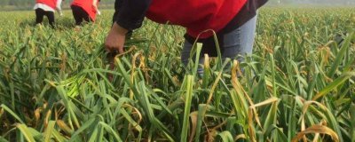 ​蒜苔怎么抽不断 蒜苔拔不出来都拔断了好不好