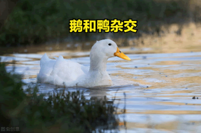 ​鸭子和鹅的杂交叫什么（鸭子和鹅的杂交叫什么名字）