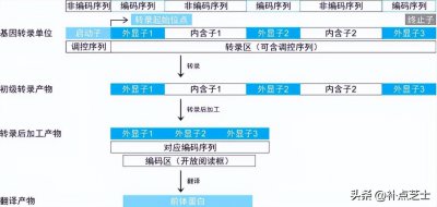 ​dna是什么结构（dna的结构是什么形状的）