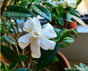 ​栀子花的特点（栀子花的特点和外貌）