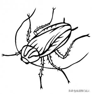 ​灭蟑螂最有效的方法（洗衣粉如何灭蟑螂最有效的方法）