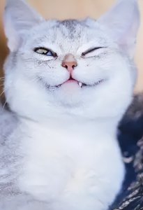 ​女猫咪的名字要萌点的（女猫咪的名字大全萌萌）