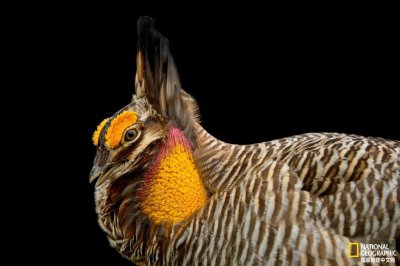 ​美国独一无二的东西 美国独有的动物有哪些