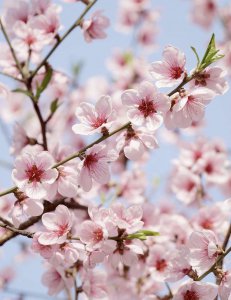 ​盛开在校园的花朵作文600字 校园里的桃花开了作文