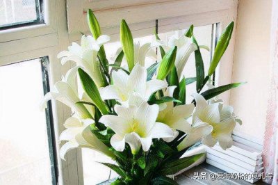 ​20种花的花语 各种花花语和寓意是什么