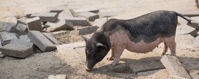 ​荷兰猪老咕咕叫怎么回事 荷兰猪老咕咕叫怎么回事儿呀