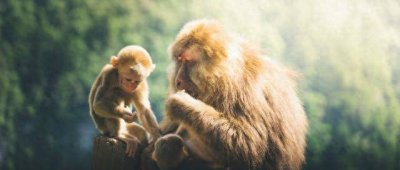 ​生肖猴和哪几个生肖最有夫妻相，相处融洽，合得来，婚姻幸福!