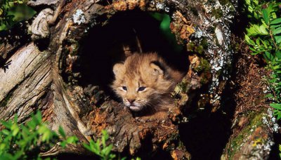 ​猞猁的生态系统有哪些功能 猞猁属于哪个生态系统?