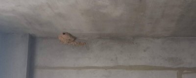 ​燕窝被麻雀霸占是什么兆头 麻雀占燕子窝该怎么办