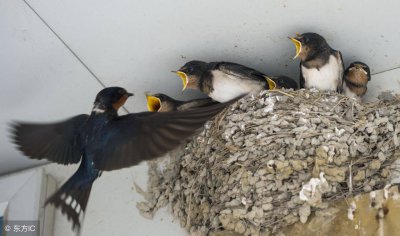 ​燕子在家里搭窝预示着什么意思 新闻 燕子进家搭窝是什么预兆
