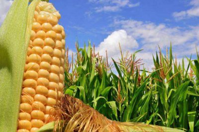 ​农村不起眼的商机有哪些？农村有哪些商机赚钱？