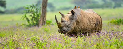 ​黑犀牛的特点 黑犀牛的种类