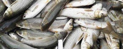 ​死鱼肉质为什么会变粉[鱼肉红色的是死鱼吗]