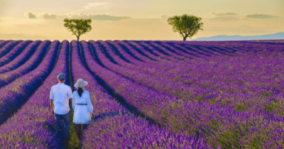 ​各种花的浪漫花语 花语浪漫的话