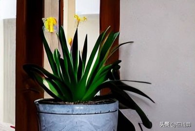 ​什么植物象征友谊长久 什么植物象征着友谊?