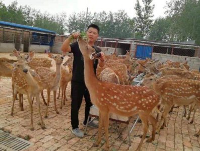 ​养殖梅花鹿的销路问题 养殖梅花鹿的销路有哪些