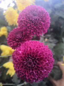 ​银月的意思 银色古诗