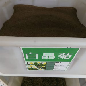 ​太阳花种子催芽方法（太阳花种子如何育苗）