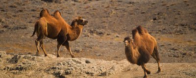 ​一头骆驼重420什么单位 一头骆驼610千克还是吨