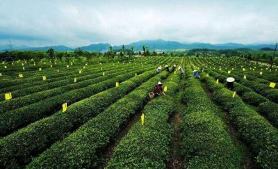 ​未来农业生产发展趋势如何写 未来农业生产发展的方向和结果