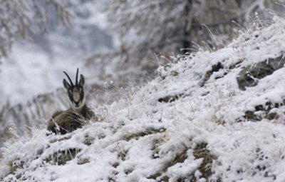 ​老人言“鸟屎拉身上，今年人要丧”，如何理解，真的会“丧”吗？