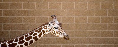 ​长颈鹿的尾巴像什么 长颈鹿的尾巴像什么4