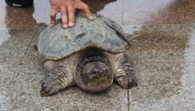 ​乌龟是恒温动物吗还是变温动物 乌龟是恒温动物吗还是变温的