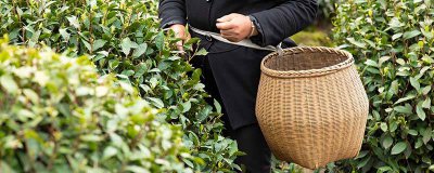 ​黄山毛峰茶叶多少钱一袋 黄山毛峰茶多少钱一斤?