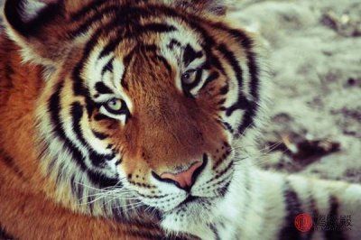 ​1974属虎寿命45活不过 74年属虎的寿命都只能活45岁吗为什么呢