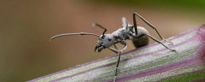 ​如何消灭家里的蚂蚁小妙方 家有蚂蚁怎么根除小妙招