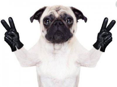 ​1994年属狗的什么命运 1994属狗的人命好吗