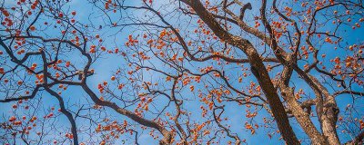 ​霜降摘柿子吗 霜降前摘柿子还是霜降后摘柿子