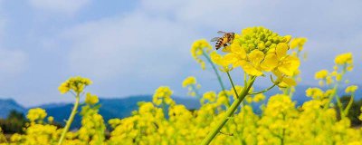 ​蜜蜂每秒要动多少次翅膀 蜜蜂每秒能振动翅膀236次,蝗虫每秒怎样画图表示