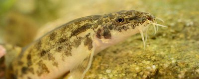 ​泥鳅是不是鱼 怎样钓泥鳅