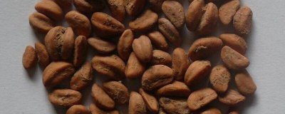 ​山楂籽的妙用与功效 山楂籽的妙用和功效