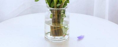 ​鲜花保鲜剂有哪些药 鲜花保鲜剂主要成分