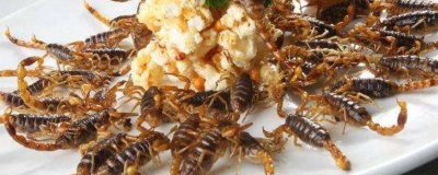 ​蝎子吃法注意事项 什么蝎子不能吃