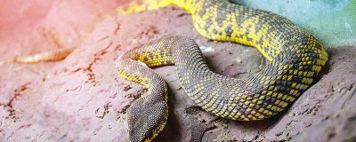 ​过山峰是几级保护动物 过山峰是什么动物?