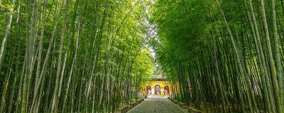 ​竹子的气味是什么味的 竹子味道怎么样好闻吗