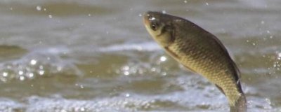 ​秋季钓鱼用什么饵料最好 秋季钓鱼用啥饵料