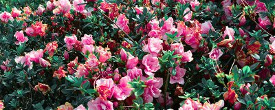 ​山茶花养护 山茶花一年开几次花